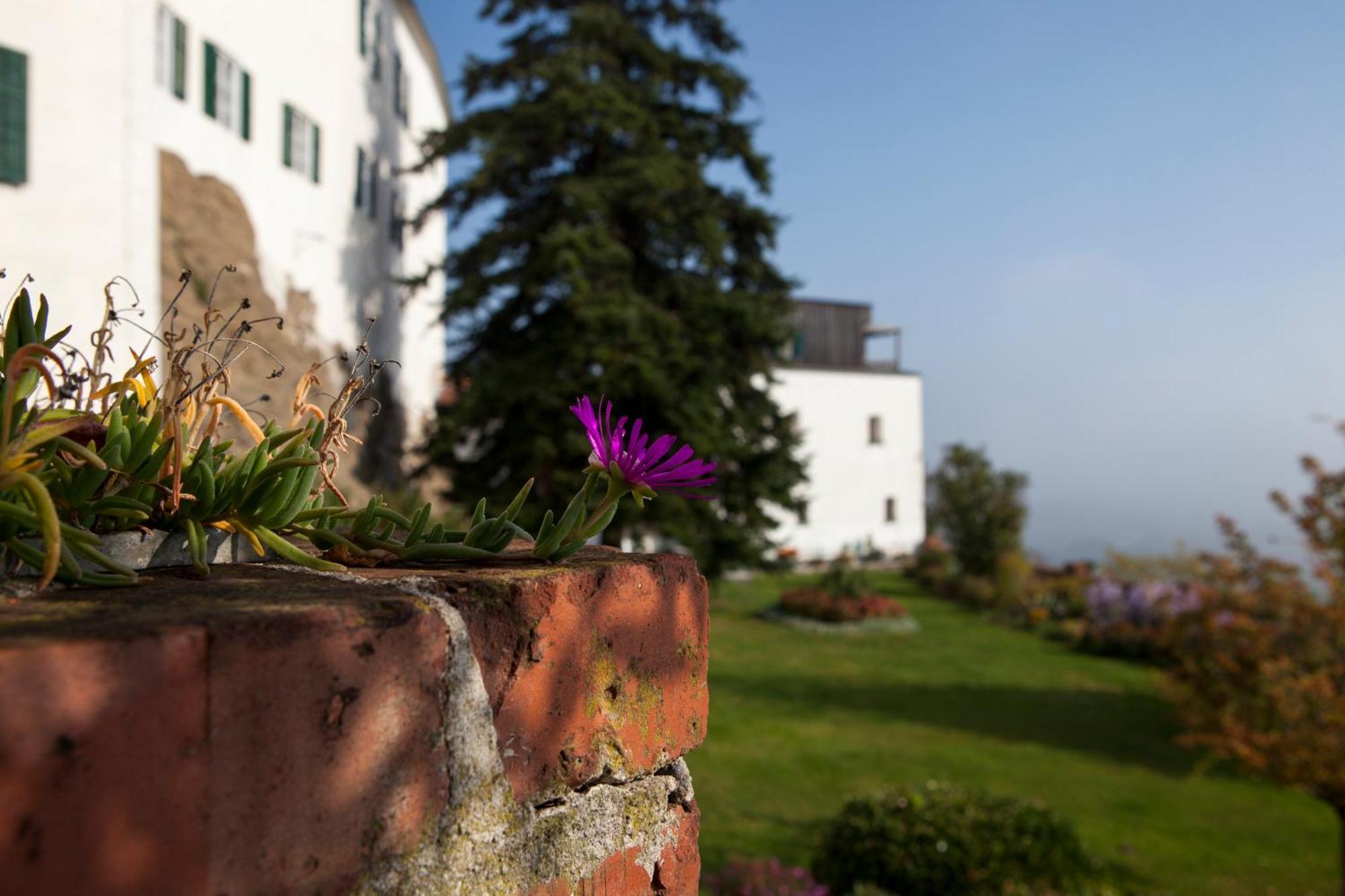 Schloss Kapfenstein Luaran gambar